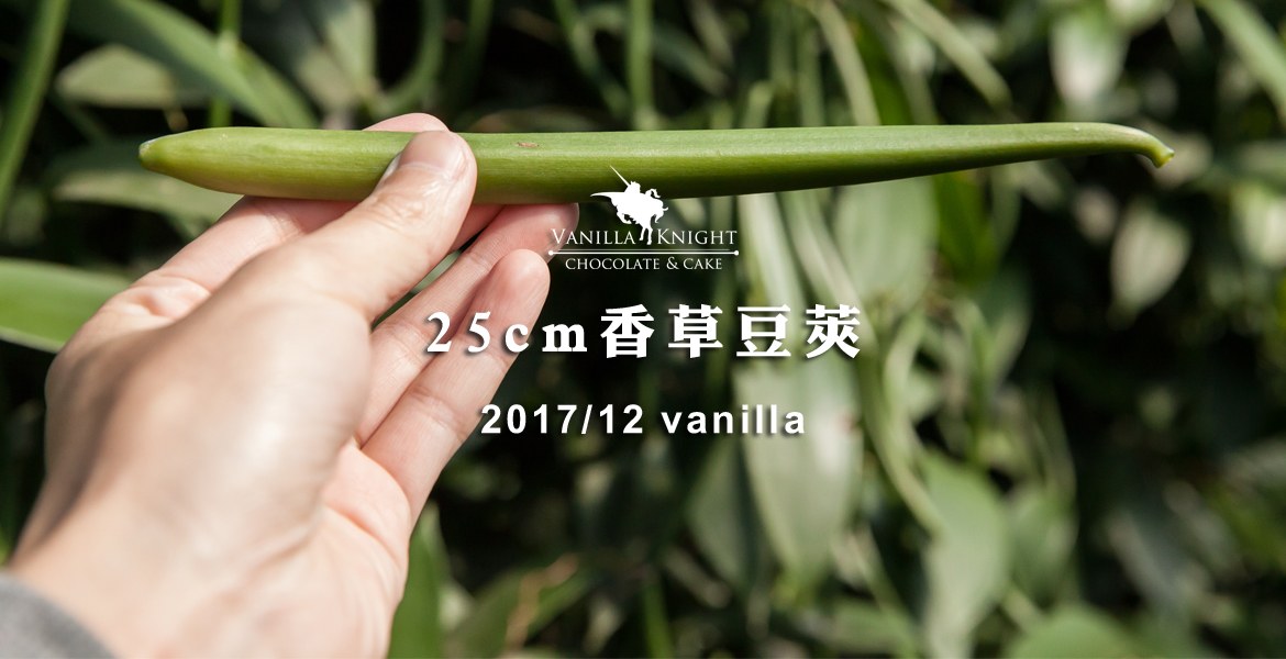 【香莢蘭園紀錄】25公分生豆莢