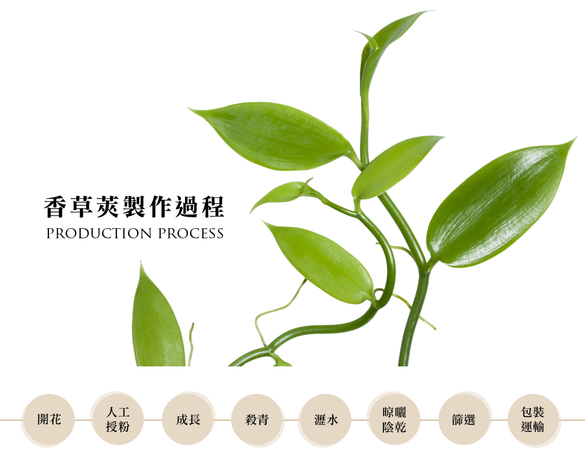 台灣香莢蘭種植-香草莢、香草棒生產